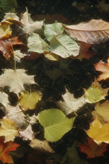 Fallen leaves floating on water in Quebec