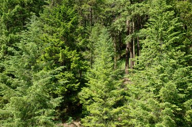 Treed forest