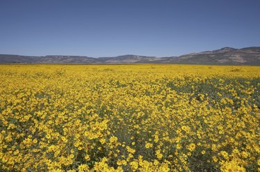 New Mexico wildflowers