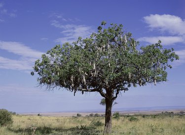 Acacia tree in Africa