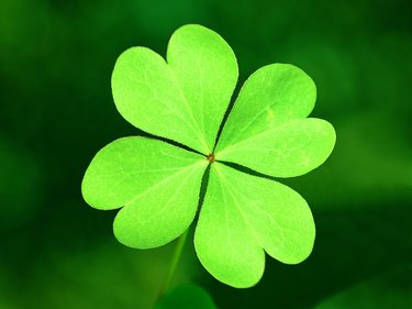 Photo, four leaf clover, Color, Low res