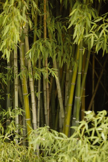 growing-bamboo-in-north-carolina-ehow