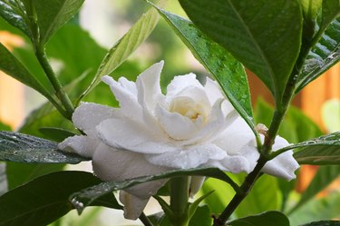 Wet Gardenia