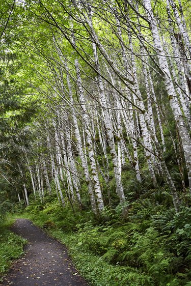 Birch forest with ferns