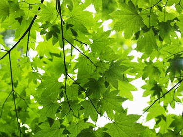 Green leaves on tree, view from below