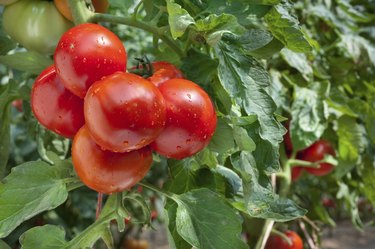 Growing Tomatoes