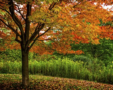 Autumn Red MapleTree