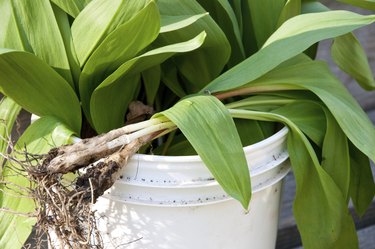 Harvest bucket filled with wild onions or ramps