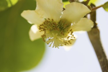 Kiwi flower