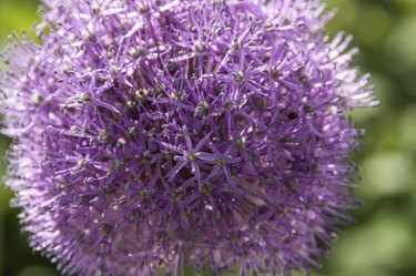 Allium flower closeup