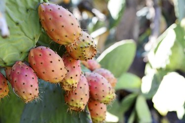 Prickly Pear