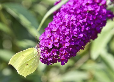 Cabbage White Butterfly