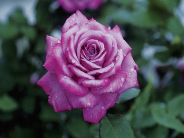 Purple rose with water drops, close-up, selective focus