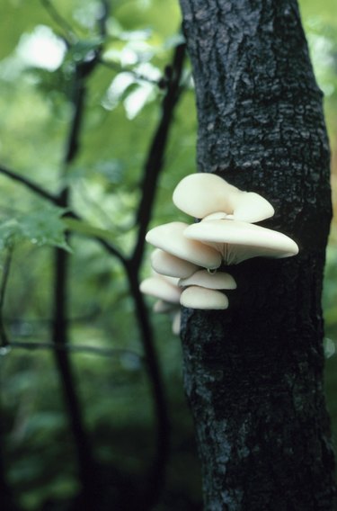 fungi on trees