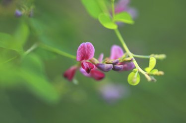 Lespedeza bicolor