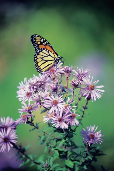 Close-up of a Monarch Butterfly (Danaus plexippus ) on a perennial aster