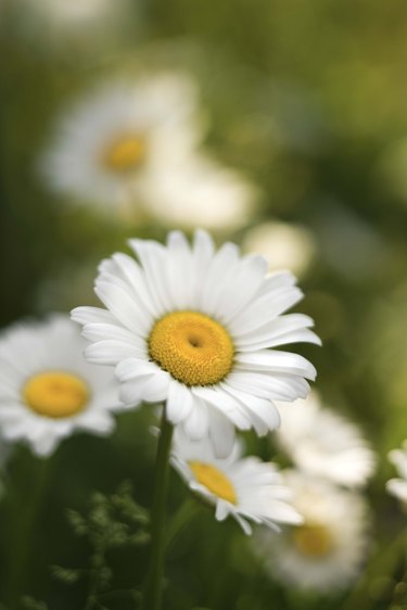 Close-up of daisies