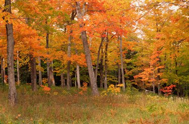 Colorful autumn foliage in forest