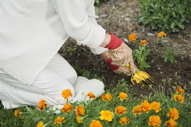 Woman digging into garden soil
