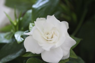 The Gardenia Planet