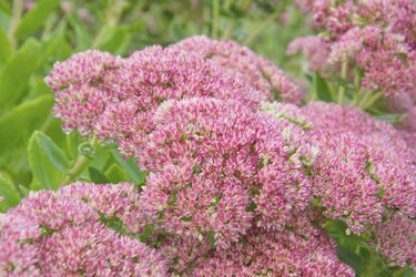 spirea flower in nature