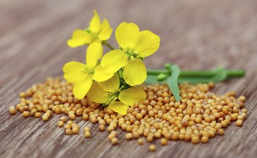 Mustard flowers with seeds