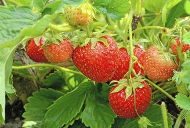 Strawberry bush