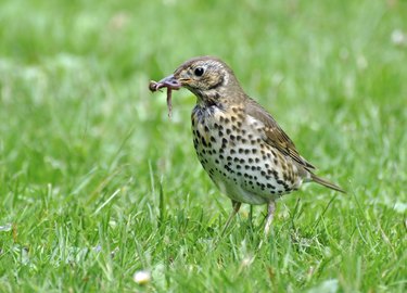 Song Thrush