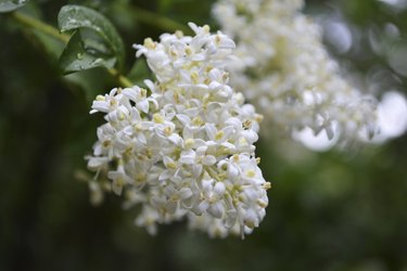 flowers Privet, after the rain