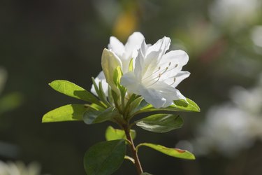 White Azalea