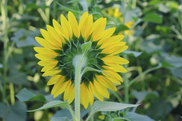 Sunflower back side