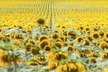 Field of sunflowers