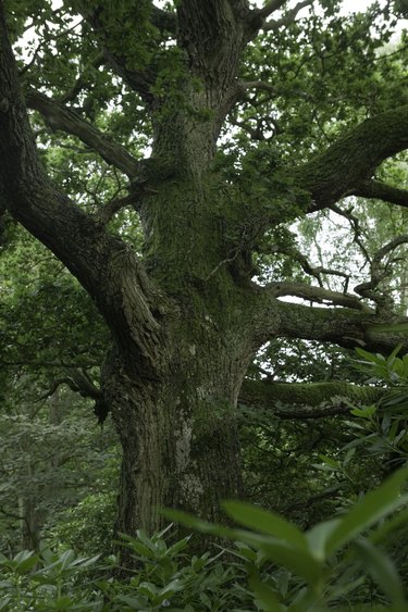 Gnarled single oak tree growing in forest