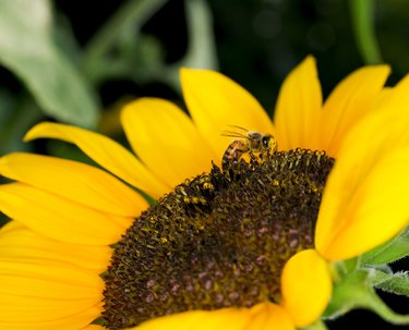 Bee on sunflower