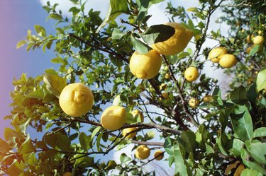 Lemon tree in Portugal
