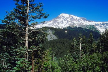 Mt. Rainier National Park, Washington, USA