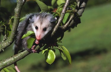 Opossum Trap/Catch - Homemade - DIY - The Best 