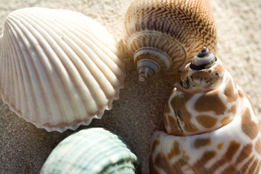 How to Preserve Shells