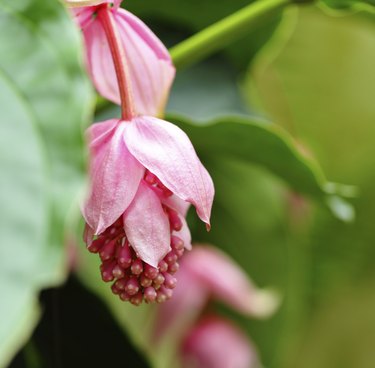 rose grape, medinilla magnifica, melastomataceae