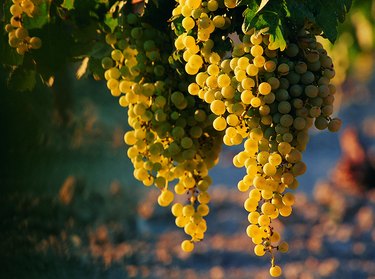 Bunches of grapes