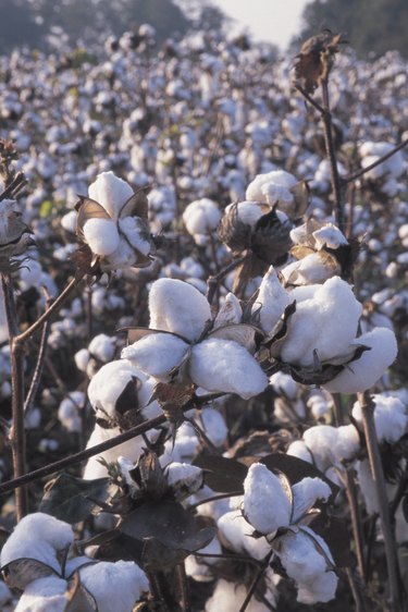 Life Cycle of the Cotton Plant