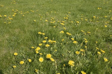 Dandelions growing in a field