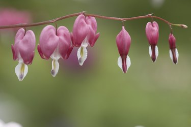 Bleeding hearts