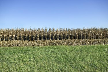 Corn field and green grass