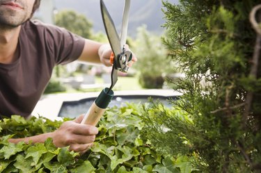 Man pruning bush