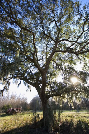 Tree in bright sunshine, Forked Island, Louisiana