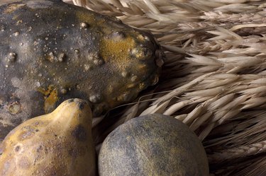 Close-up of gourds and wheat