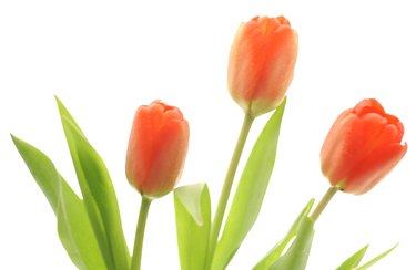 Tulips