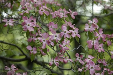 Flowering dogwood tree