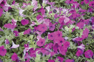 Close-up of petunias